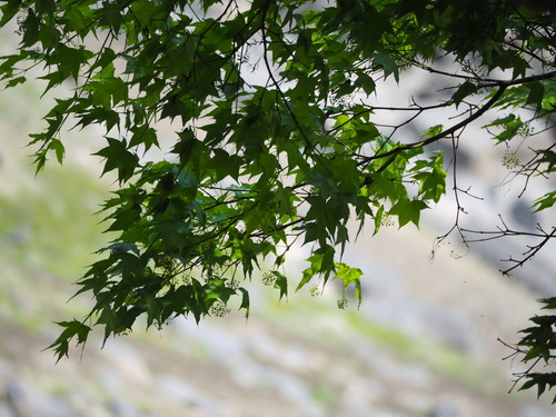 Acer serrulatum