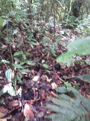 Chironius multiventris