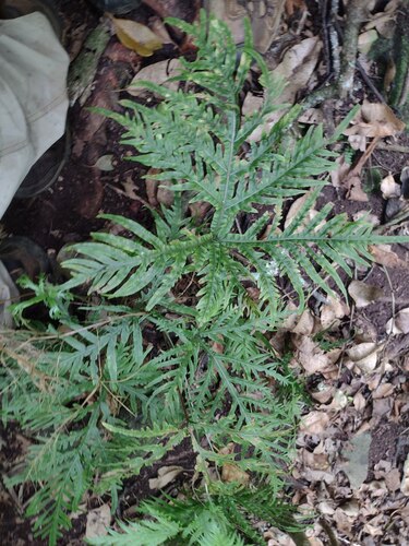 Pteris irregularis observed 2023-05-28