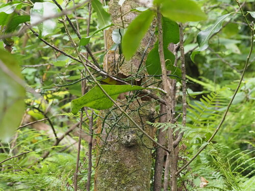 Korthalsella platycaula, 2023-05-28