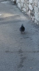 Columba livia domestica