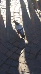 Columba livia domestica