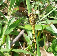 Orthetrum testaceum