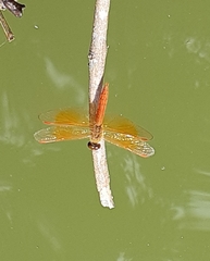 Brachythemis contaminata