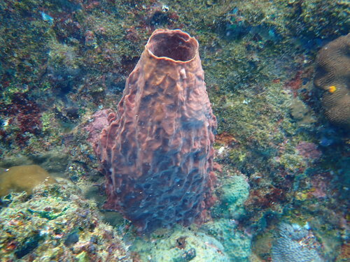 Barrel Sponge