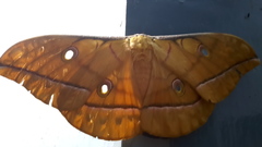 Antheraea