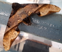 Amplypterus panopus