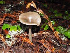 Entoloma formosum