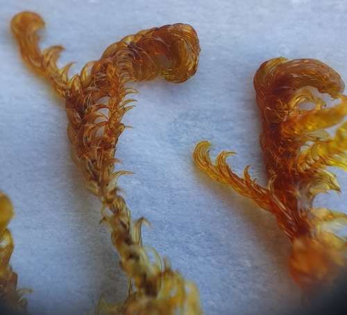 Image of Hamatocaulis vernicosus by no rights reserved