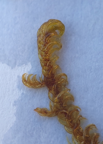 Image of Hamatocaulis vernicosus by no rights reserved