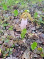 Cypripedium acaule image