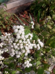 Ageratina altissima