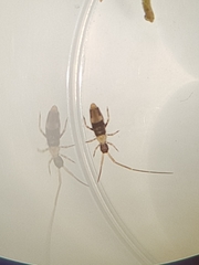 Paronellides
