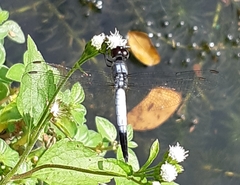 Brachydiplax farinosa