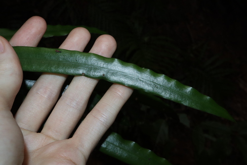 Image of Podocarpus grayae by (c) Thomas Mesaglio, some rights reserved (CC BY)