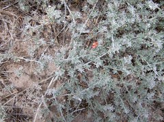 Indigofera sp12