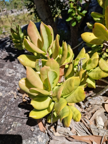 Hoya australis