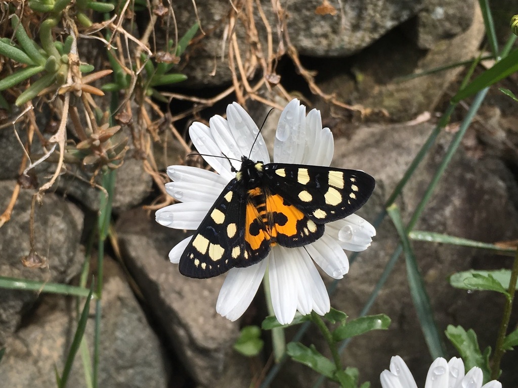 Chelonomorpha