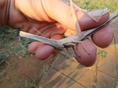 Acanthoxia gladiator