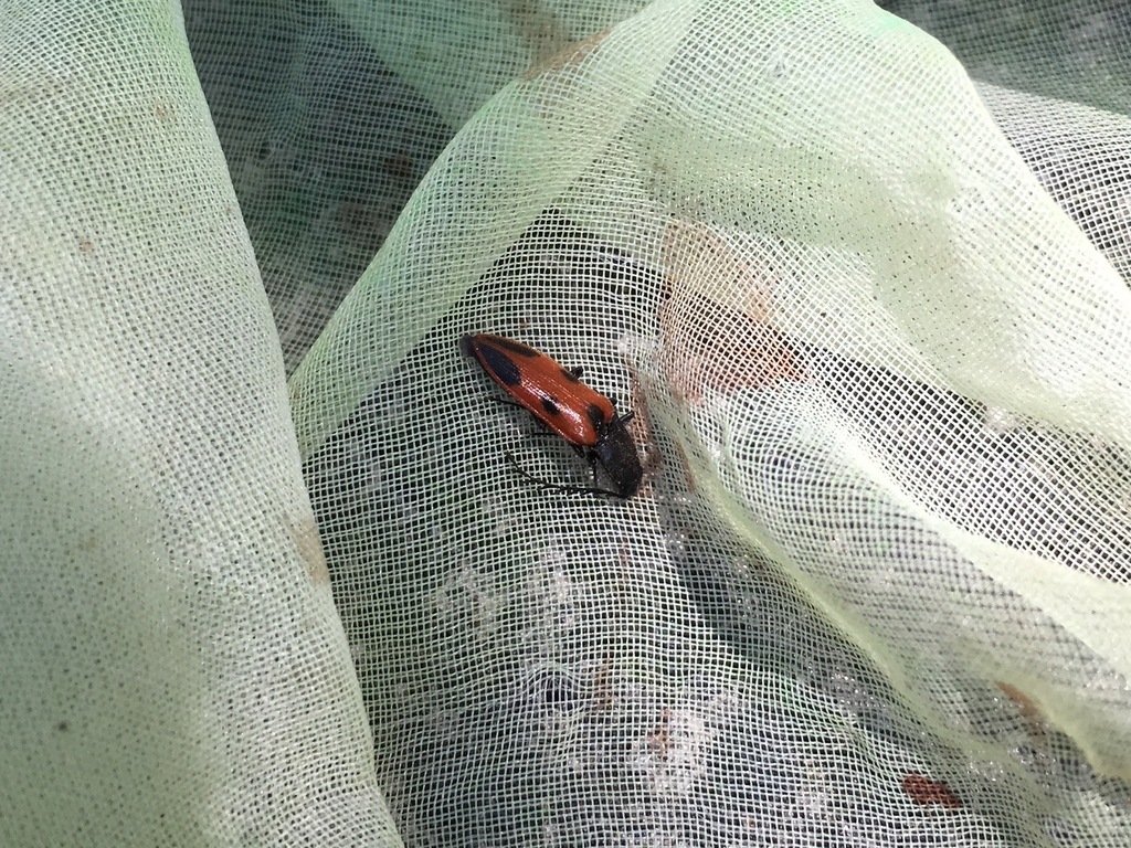 Anostirus daimio