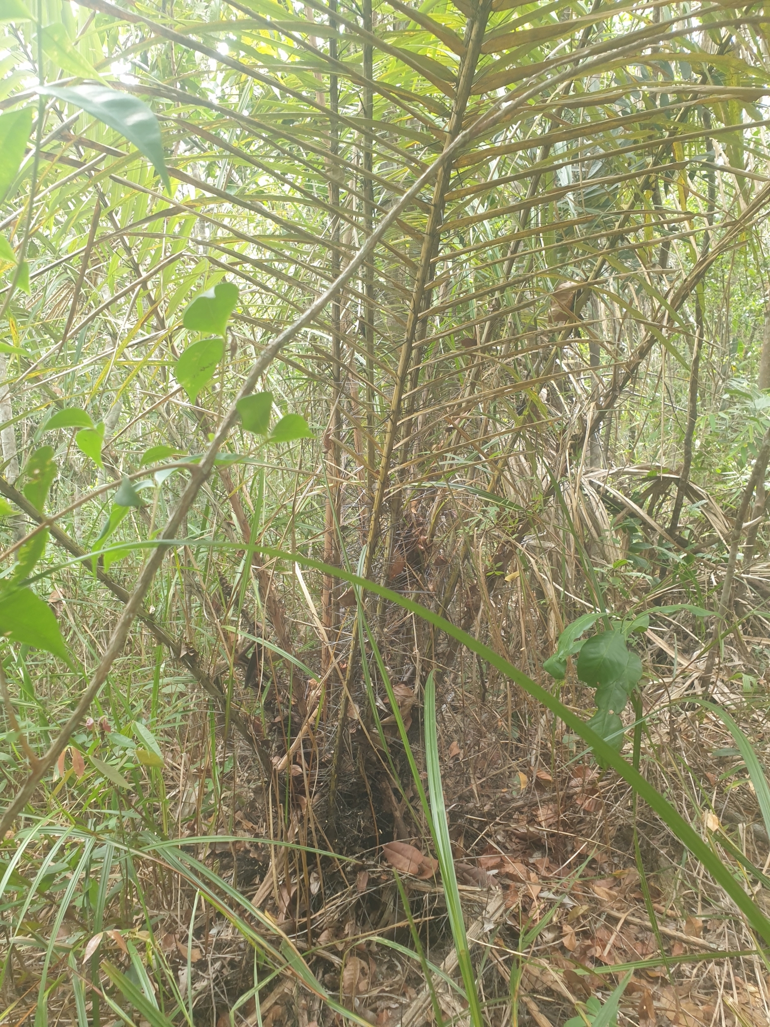 Astrocaryum aculeatissimum
