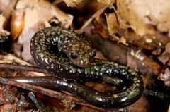 Plethodon hubrichti