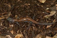Plethodon yonahlossee