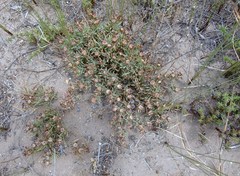 Lampranthus fergusoniae