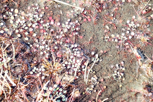 Image of Limosella vesiculosa by (c) Tony Rebelo, some rights reserved (CC BY-SA)