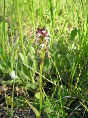 Neotinea ustulata ustulata