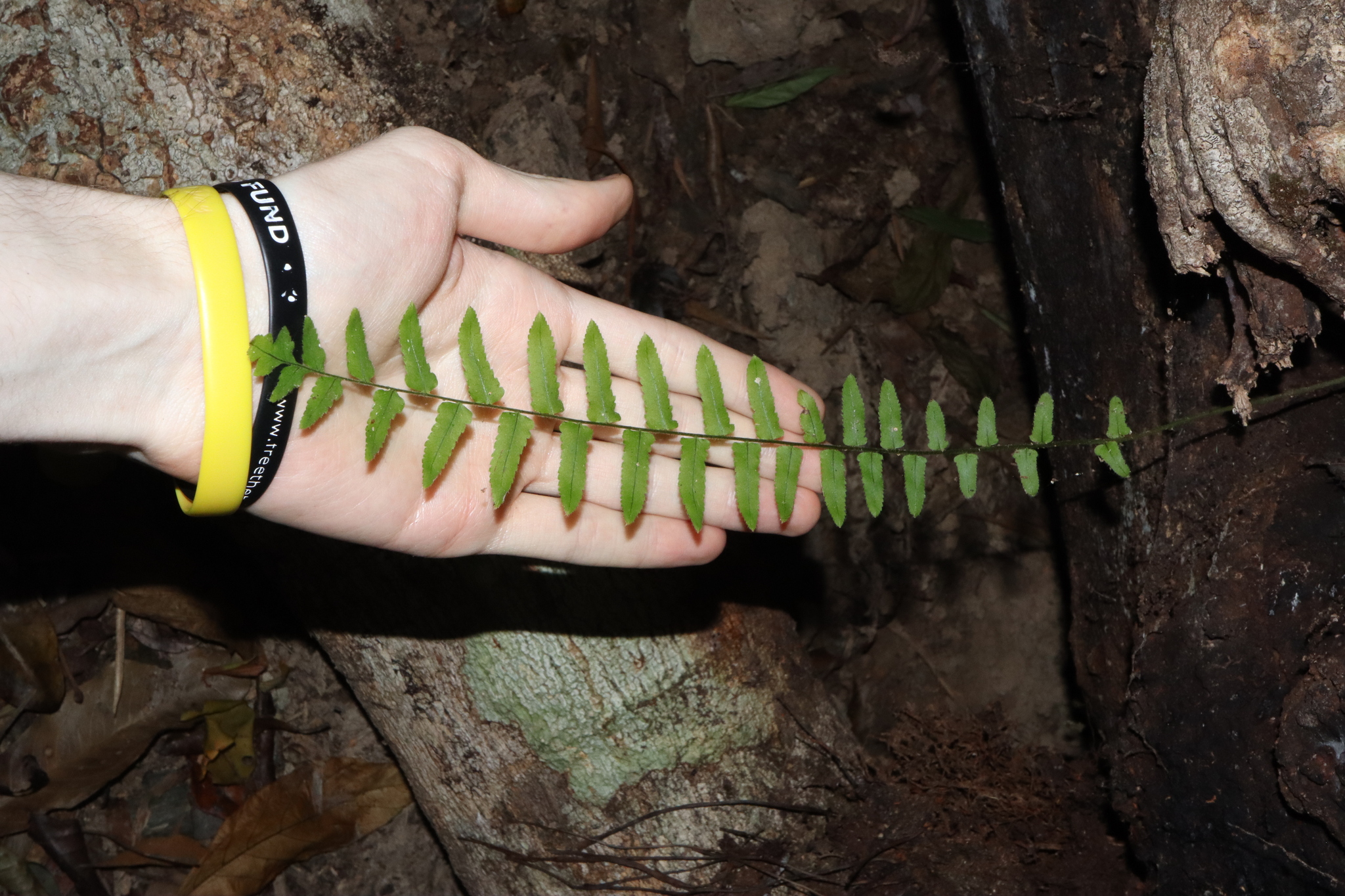 Imagem de Goniophlebium subauriculatum