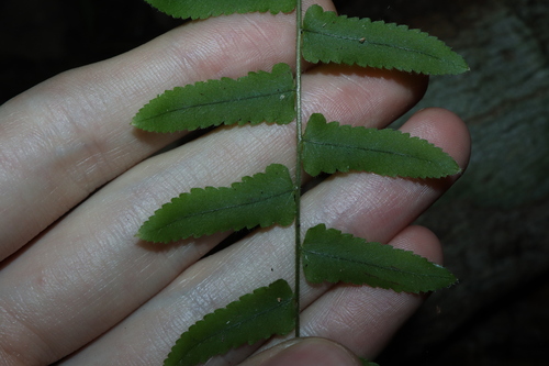 Goniophlebium subauriculatum, photograph 1