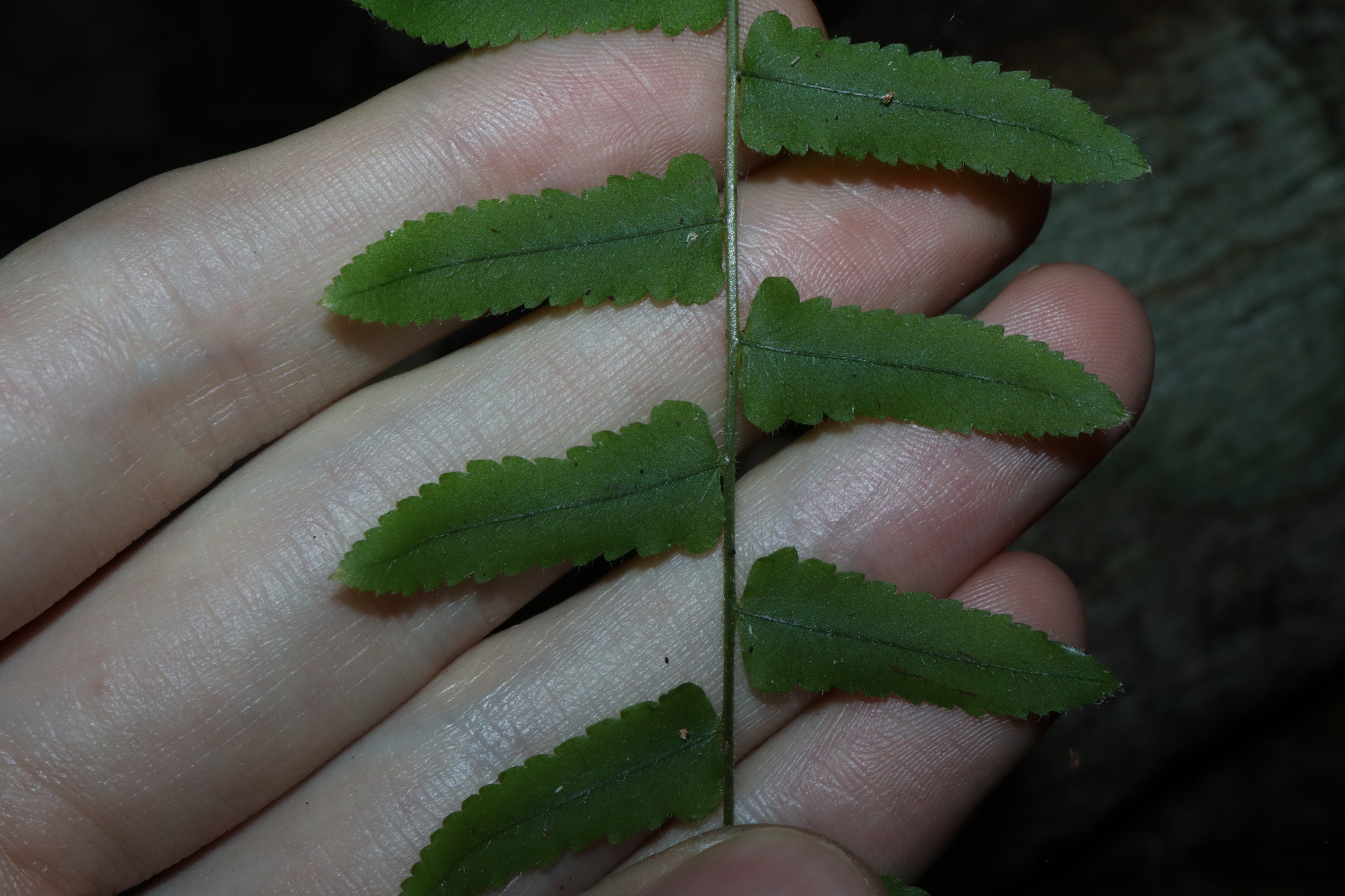 Imagem de Goniophlebium subauriculatum