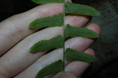Goniophlebium subauriculatum, photograph (c) Thomas Mesaglio, some rights reserved (CC BY)