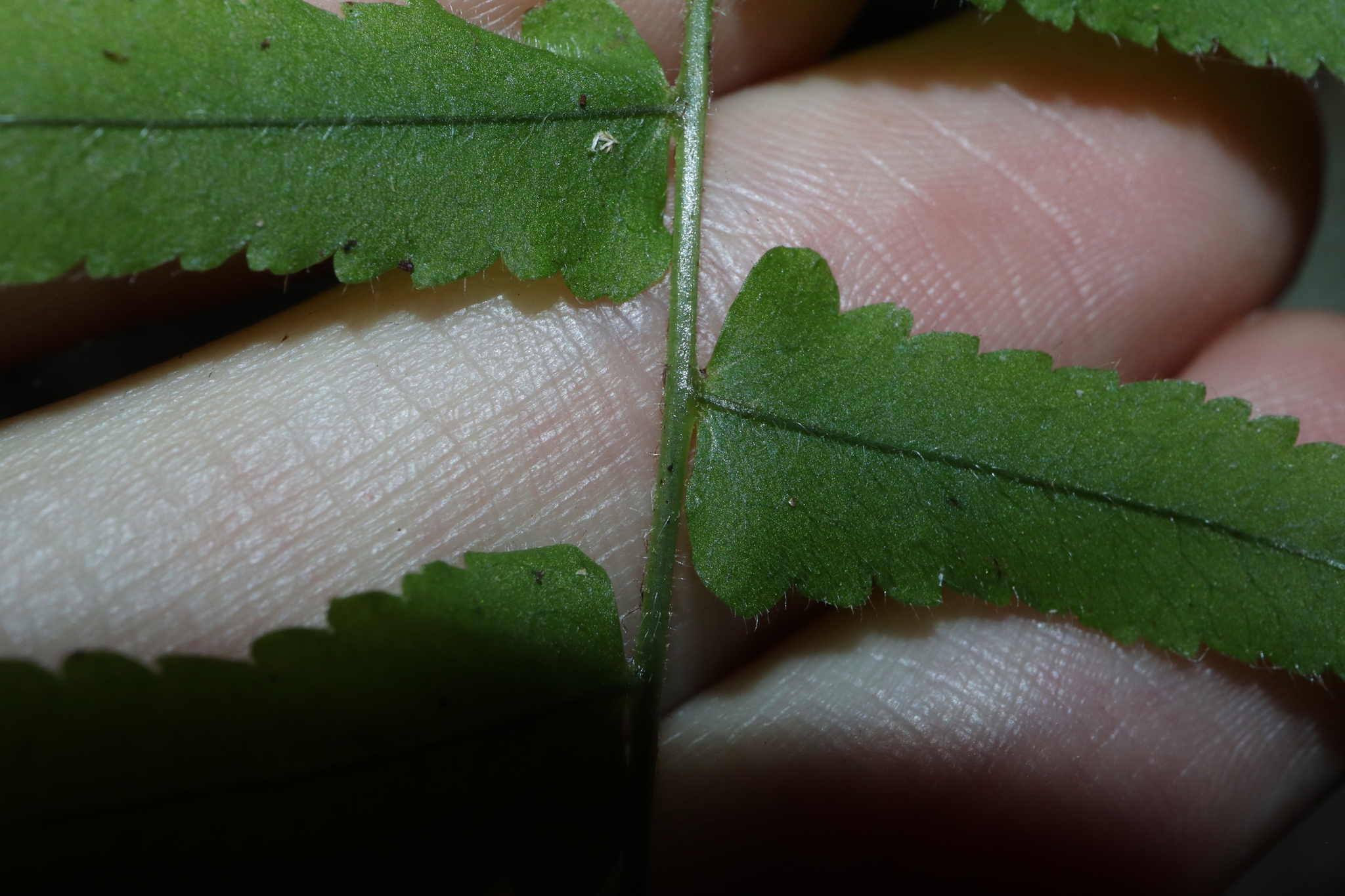 Imagem de Goniophlebium subauriculatum