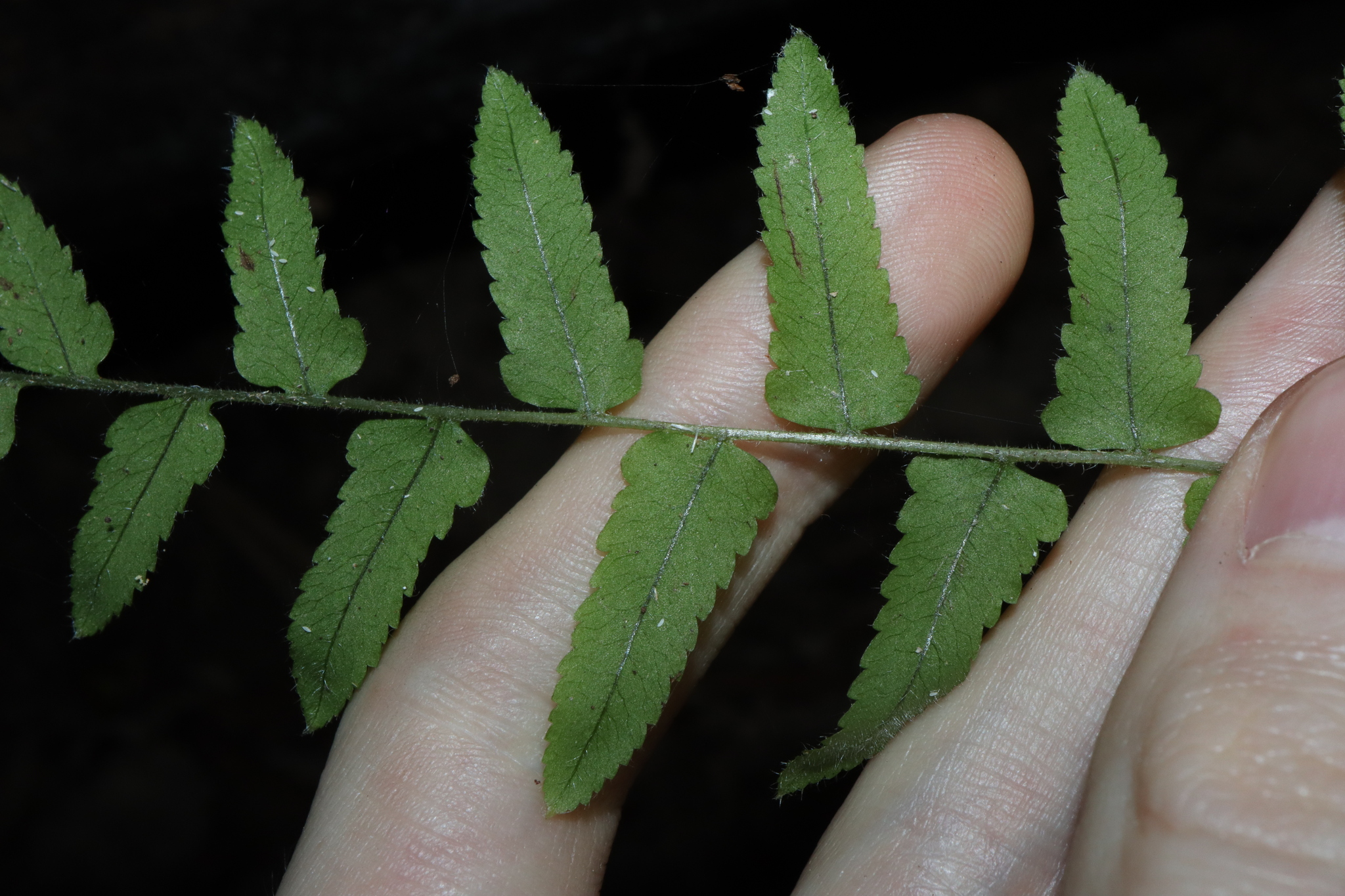 Imagem de Goniophlebium subauriculatum