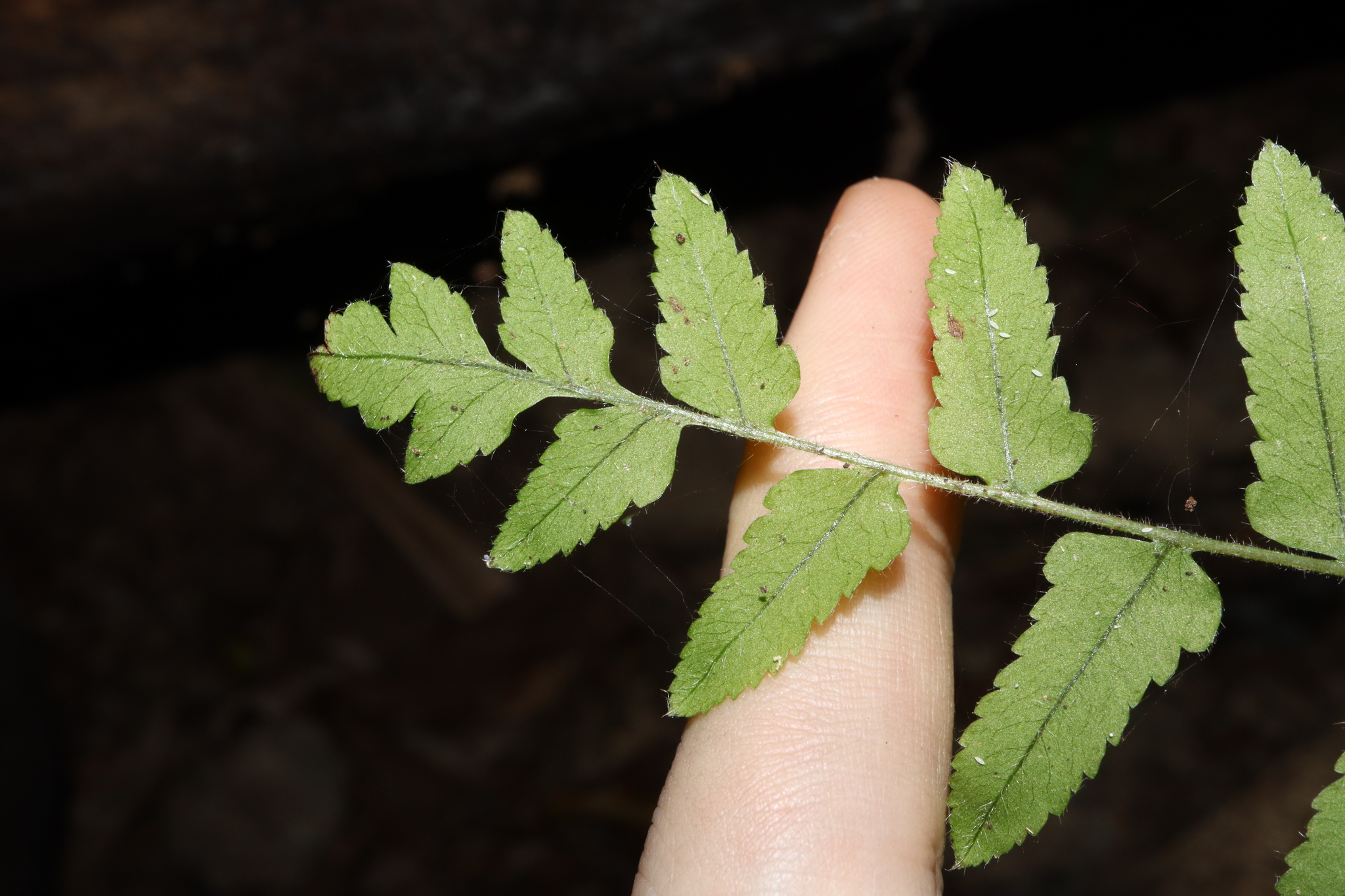 Imagem de Goniophlebium subauriculatum