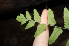 Goniophlebium subauriculatum, photograph (c) Thomas Mesaglio, some rights reserved (CC BY)