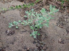 Chenopodium mucronatum