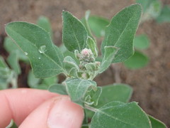 Chenopodium mucronatum