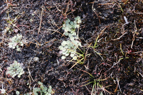 Limosella vesiculosa (Limosella vesiculosa)