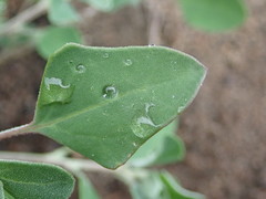 Chenopodium mucronatum