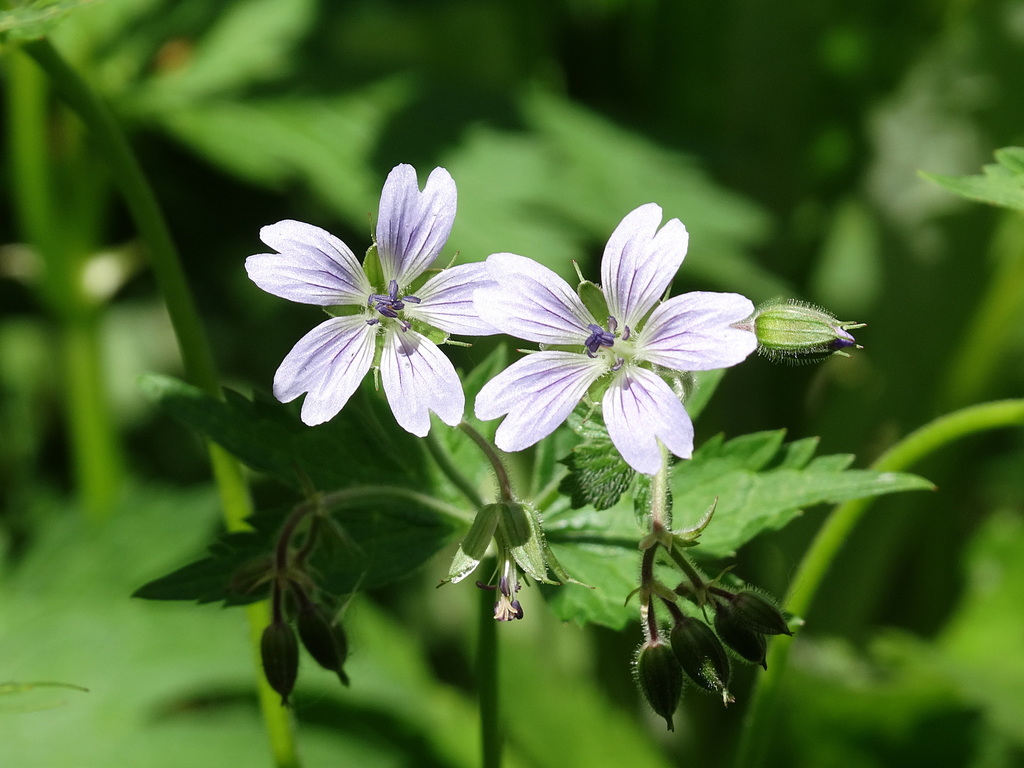 Geranium krylovii