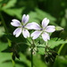 Geranium krylovii - Photo 由 Lola Smirnova 所上傳的 (c) Lola Smirnova，保留部份權利CC BY-NC