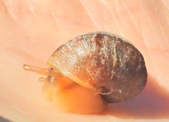 Cerastidae
