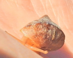 Cerastidae