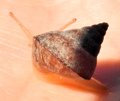 Cerastidae