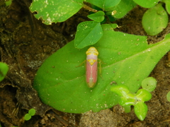 Oncometopia hamiltoni