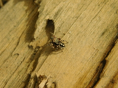 Habronattus fallax
