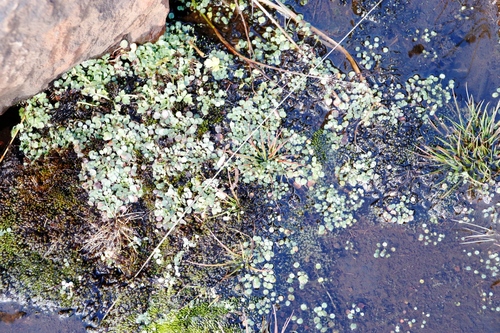 Limosella vesiculosa (Limosella vesiculosa)
